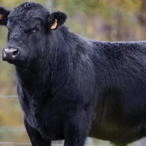 angus