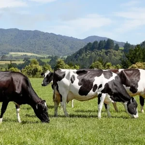 nz