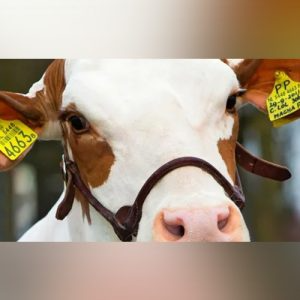 polled